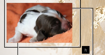 CHIOT  5 chocolat