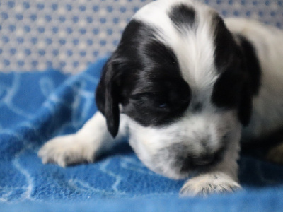 CHIOT 4 collier blanc