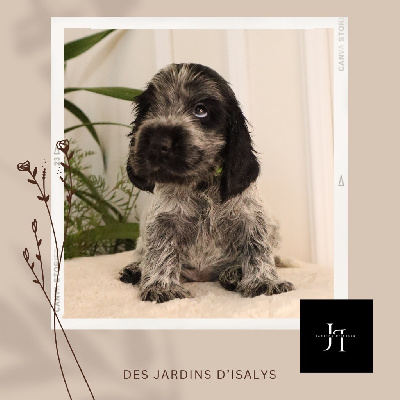 Des Jardins D'Isalys - Cocker Spaniel Anglais - Portée née le 30/10/2024