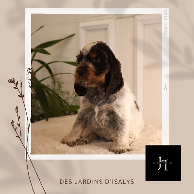 Des Jardins D'Isalys - Cocker Spaniel Anglais - Portée née le 30/10/2024