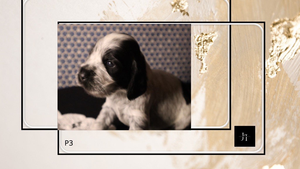 Des Jardins D'Isalys - Chiot disponible  - Cocker Spaniel Anglais