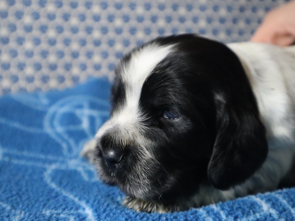 Des Jardins D'Isalys - Cocker Spaniel Anglais - Portée née le 30/10/2024