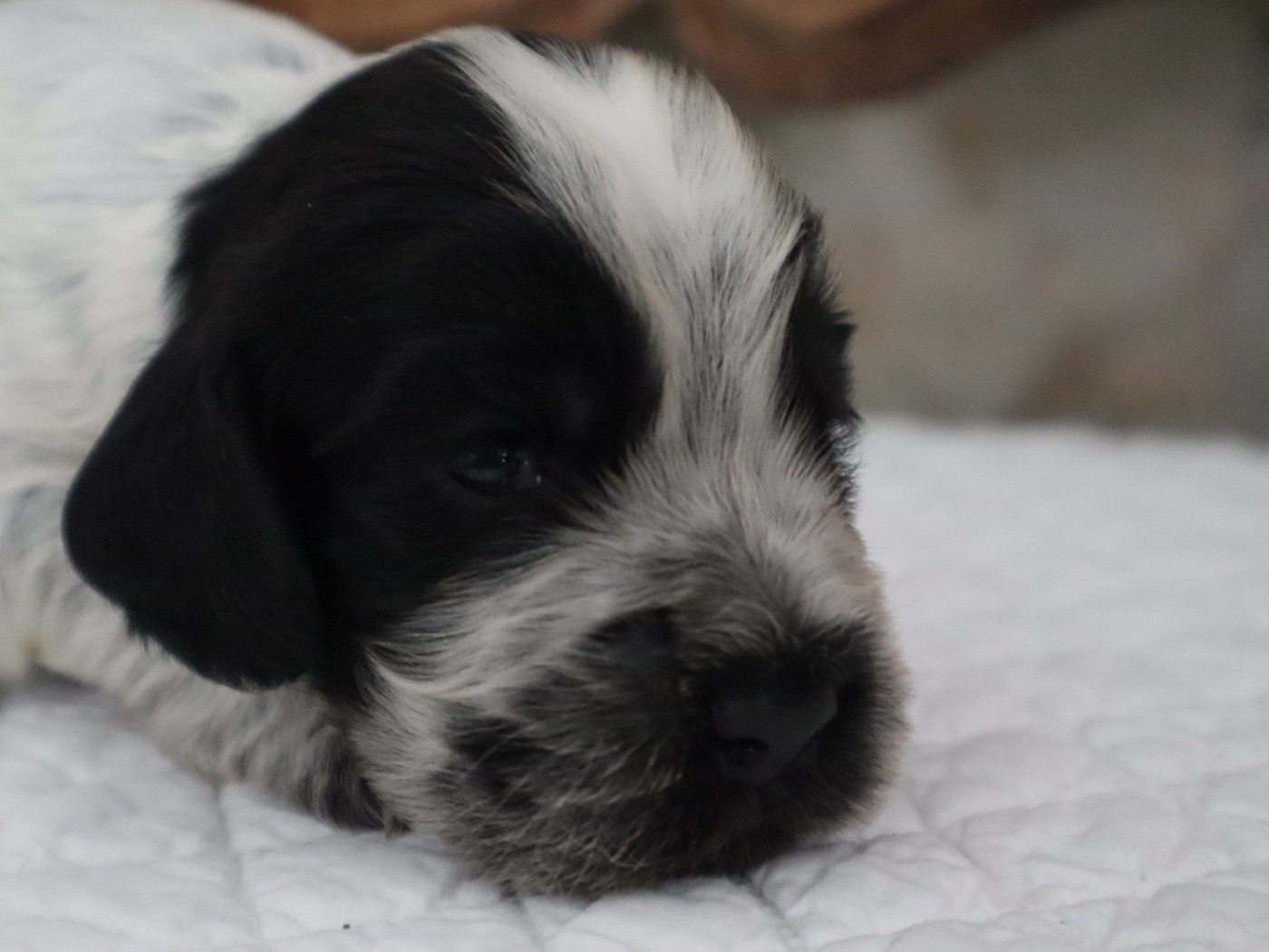 Des Jardins D'Isalys - Chiots disponibles - Cocker Spaniel Anglais
