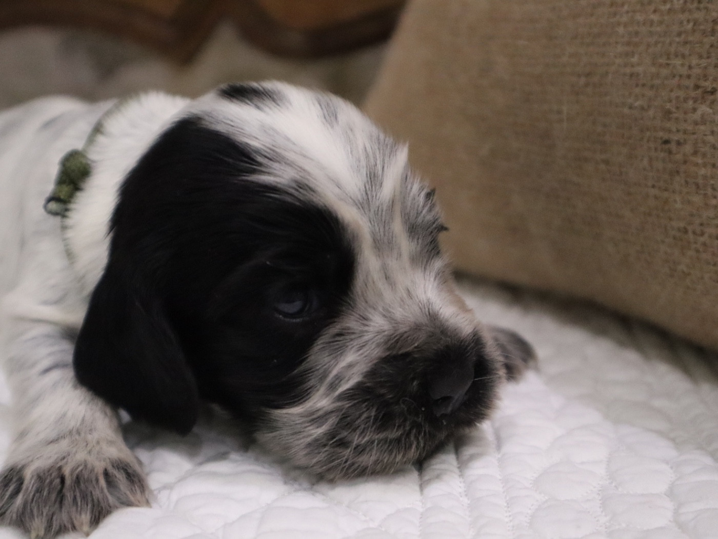 Des Jardins D'Isalys - Chiots disponibles - Cocker Spaniel Anglais