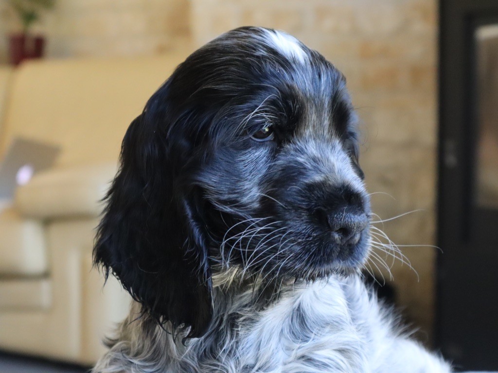 Des Jardins D'Isalys - Chiots disponibles - Cocker Spaniel Anglais