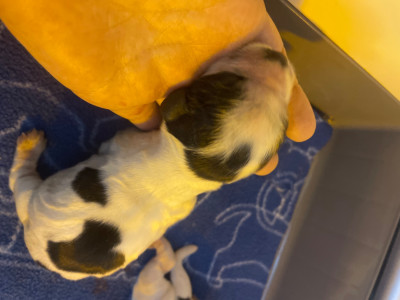 CHIOT 6 Birdy