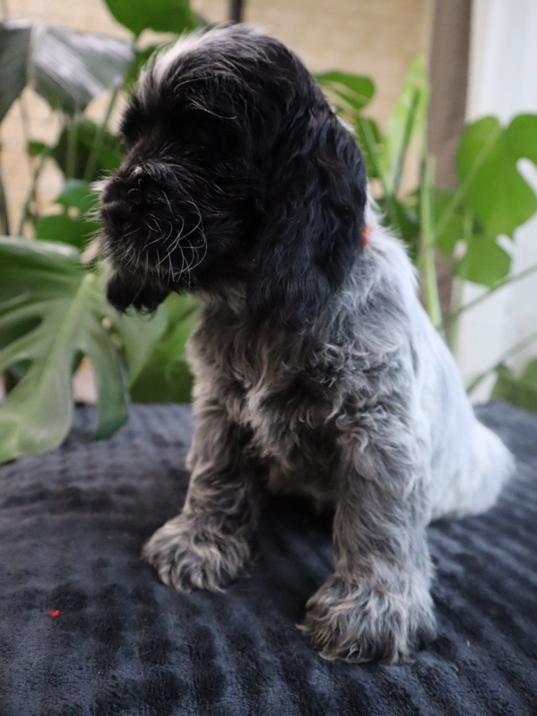 Des Jardins D'Isalys - Cocker Spaniel Anglais - Portée née le 30/10/2024