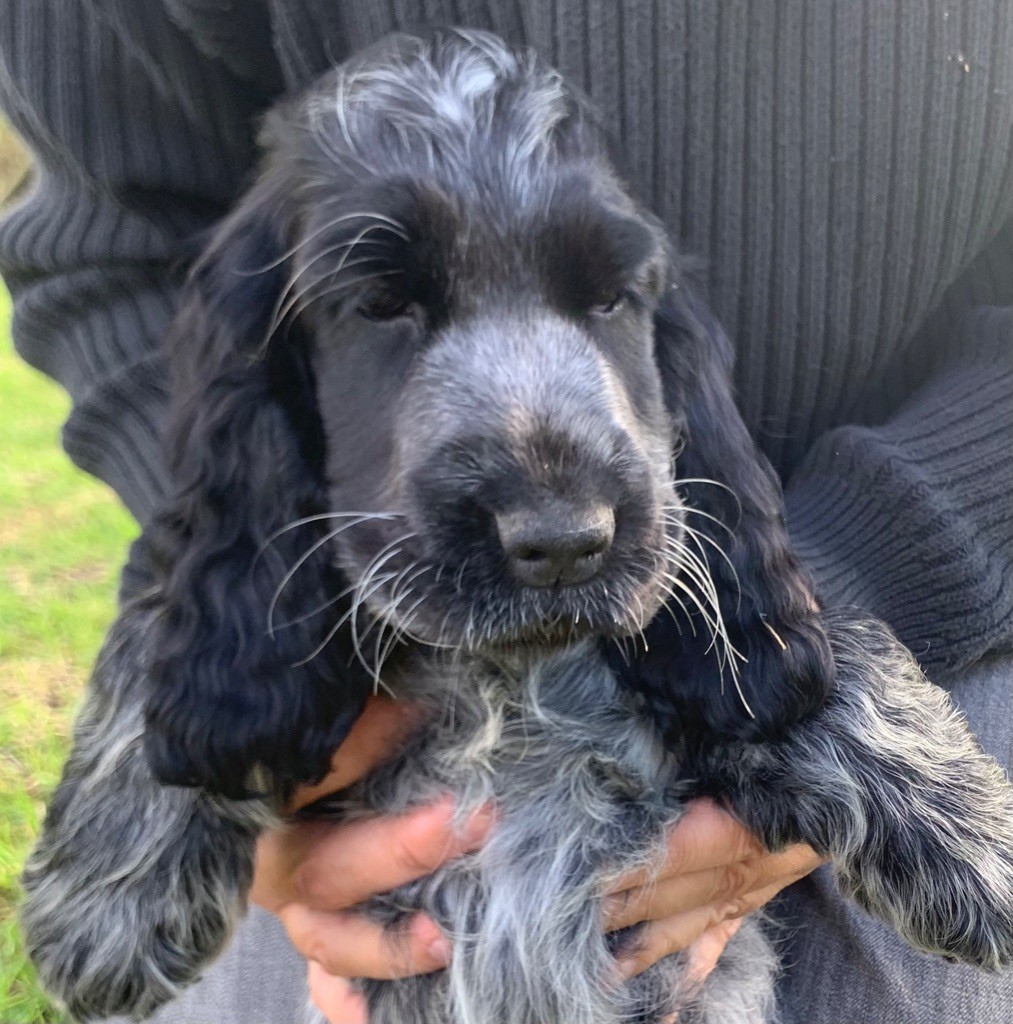 Des Jardins D'Isalys - Chiots disponibles - Cocker Spaniel Anglais